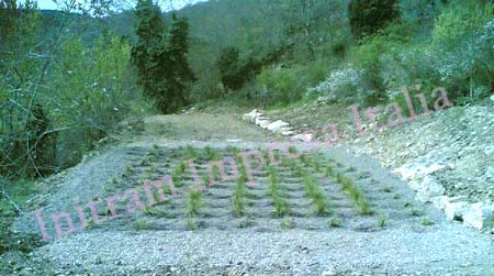 constructed wetland