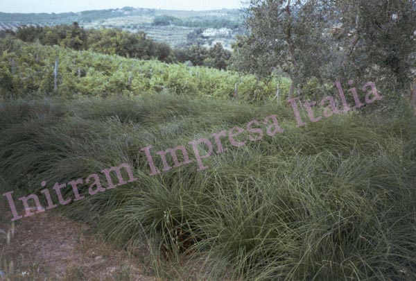 reedbed