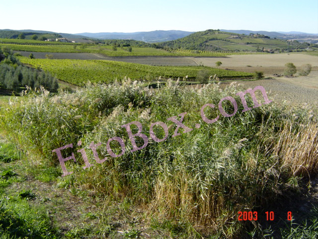 reedbed