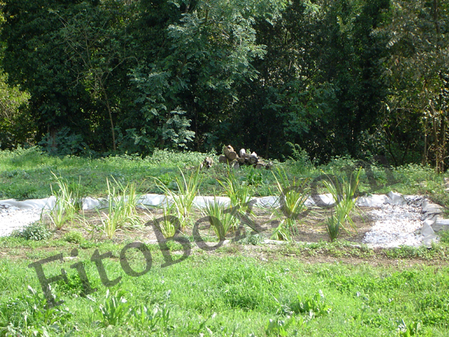 reedbed