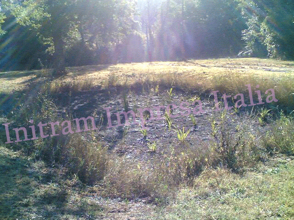 constructed wetland