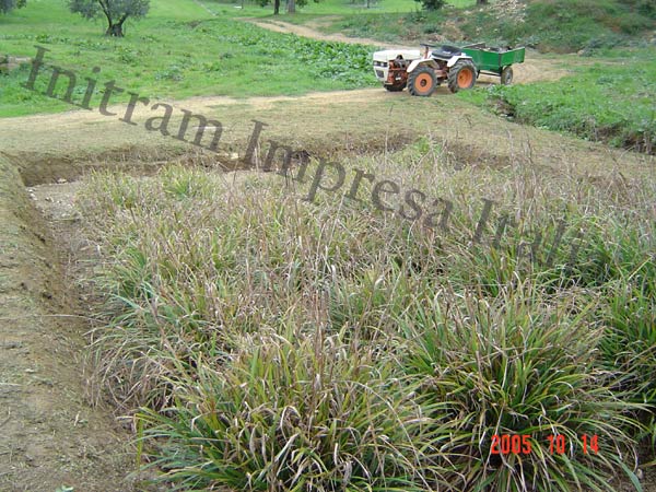 constructed wetland