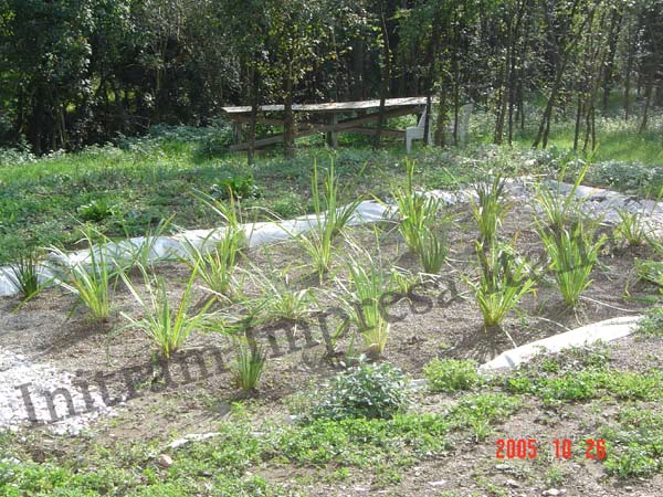 constructed wetland