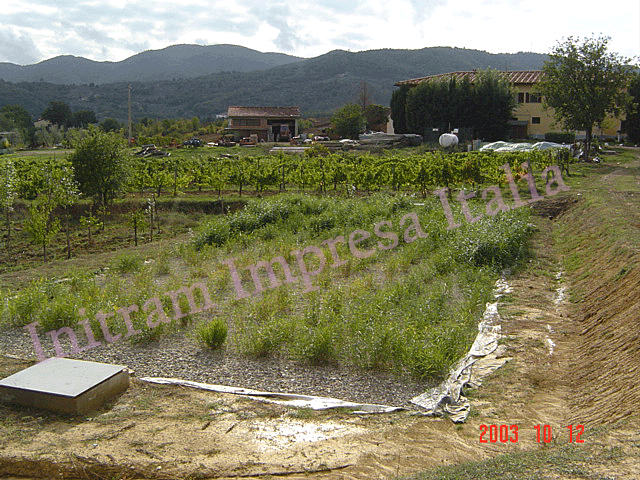 constructed wetland