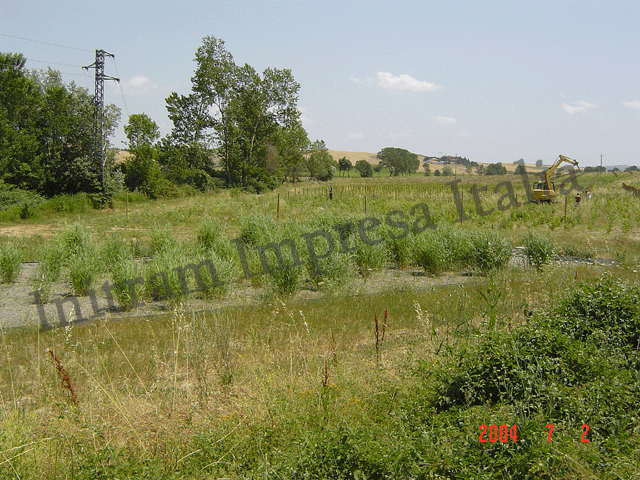 reedbed