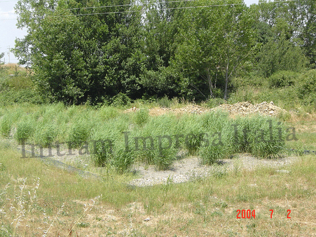 reedbed