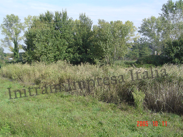 reedbed